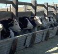 Farm and Ranch Insurance