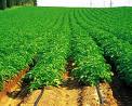 Farm and Ranch Insurance