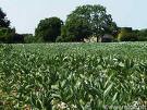 Farm and Ranch Insurance